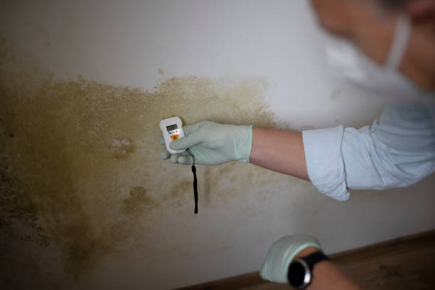 Best Insurance-Related Mold Remediation in Genoa, OH