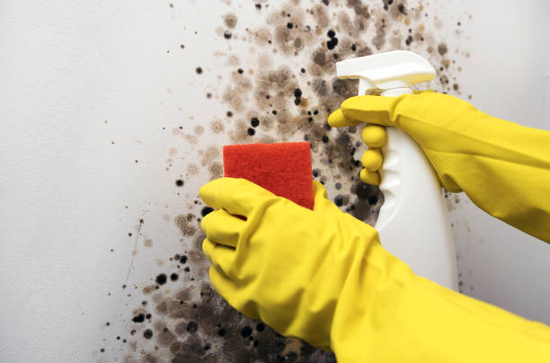 Best Commercial Mold Remediation in Genoa, OH